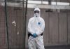Hantavirus, l’esperta: “Più letale ma diverso da Covid, non si rischia nuova pandemia”