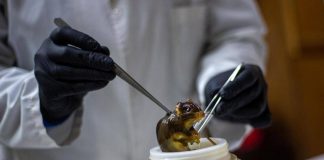 Hantavirus, topi come serbatoio: dobbiamo temere i ratti in città?