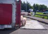 Camion si ribalta nel reggiano, maiali in fuga sulla via Emilia