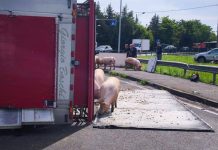 Camion si ribalta nel reggiano, maiali in fuga sulla via Emilia