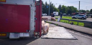 Camion si ribalta nel reggiano, maiali in fuga sulla via Emilia