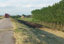 Piumini dei pioppi in fiamme: weekend di roghi nel Mantovano
