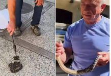 Kennedy ancora a caccia di serpenti, stavolta non viene morso