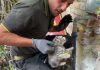 S.Giacomo delle Segnate, i vigili del fuoco salvano due gattini intrappolati nel tubo
