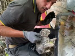 S.Giacomo delle Segnate, i vigili del fuoco salvano due gattini intrappolati nel tubo