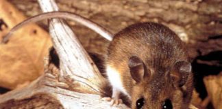 Hantavirus, il punto sul virus Andes: cosa sappiamo e cosa fare