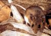 Hantavirus, cosa sappiamo