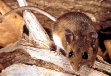 Hantavirus, cosa sappiamo