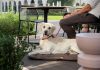Mantova Village, Aperidog: l’aperitivo che celebra l’amicizia tra persone e cani