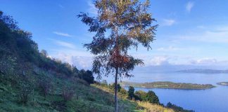 Mundys, Neya lancia in Cile nuovo progetto riforestazione di 170 ettari