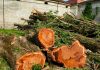 Ostiglia, abbattimento pioppi cimitero: critiche da Incorvaia. Duro il comitato per l’ambiente: “Scempio”