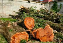 Ostiglia, abbattimento pioppi cimitero: critiche da Incorvaia. Duro il comitato per l’ambiente: “Scempio”