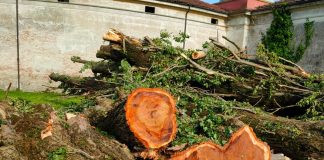 Ostiglia, abbattimento pioppi cimitero: critiche da Incorvaia. Duro il comitato per l’ambiente: “Scempio”