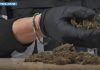 Maxi operazione della polizia: 1.335 arresti, sequestrati 450 kg di droga