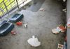 Volta Mantovana, ancora vandalismi allo stadio: rifiuti e vetri rotti sugli spalti