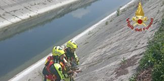 Si spinge nel Diversivo per bere ma rimane intrappolato: salvato cerbiatto