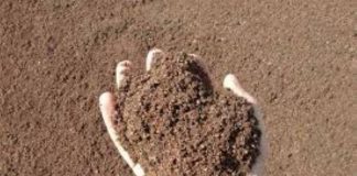 Confai Mantova: innovazione lenta e suoli a rischio nella provincia agricola