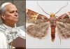 Scoperta una nuova falena, il suo nome è una dedica a Papa Leone