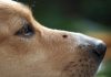 Gonzaga, zecche: le regole per prevenire punture e proteggere persone e animali