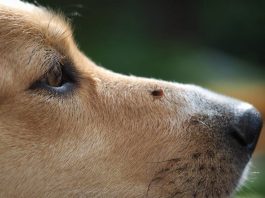 Col caldo pericolo zecche: Ats predispone monitoraggio a Gonzaga. Ecco le regole di prevenzione
