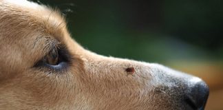 Col caldo pericolo zecche: Ats predispone monitoraggio a Gonzaga. Ecco le regole di prevenzione