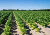 Tabacco, UNITAB Europa “L’Ue valuti l’impatto degli interventi normativi”
