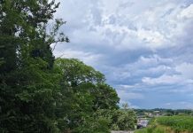 Vento forte e danni nell’Alto Mantovano: alberi abbattuti e strade chiuse