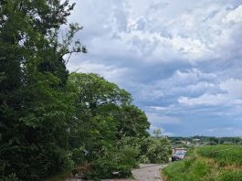Vento forte e danni nell’Alto Mantovano: alberi abbattuti e strade chiuse