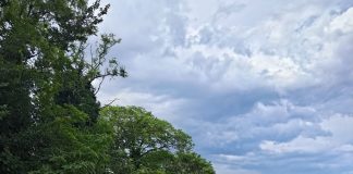 Vento forte e danni nell’Alto Mantovano: alberi abbattuti e strade chiuse