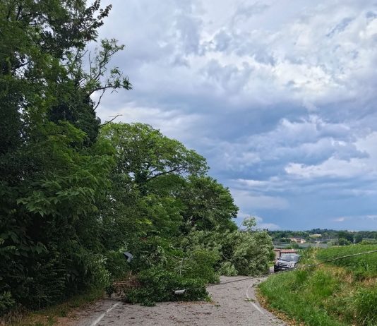 Vento forte e danni nell’Alto Mantovano: alberi abbattuti e strade chiuse