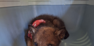 La mietitrebbia travolge una cucciolata di lupi, solo un piccolo ce la fa