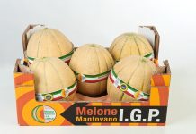Melone mantovano, stagione al via con qualità eccellente e buona resa