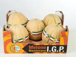 Melone mantovano, stagione al via con qualità eccellente e buona resa