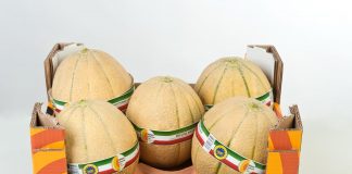 Melone mantovano, stagione al via con qualità eccellente e buona resa