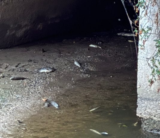 Medole, moria pesci canale Seriola per sversamento liquami. Vivaldini: “Danno limitato, situazione migliorata”