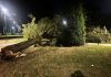 Tragedia sfiorata in piazza Virgiliana, albero cade a pochi metri dai ragazzi