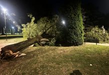 Tragedia sfiorata in piazza Virgiliana, albero cade a pochi metri dai ragazzi