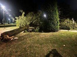 Tragedia sfiorata in piazza Virgiliana, albero cade a pochi metri dai ragazzi