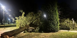 Tragedia sfiorata in piazza Virgiliana, albero cade a pochi metri dai ragazzi