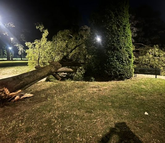 Tragedia sfiorata in piazza Virgiliana, albero cade a pochi metri dai ragazzi