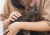 Asma nei bambini, uno studio assolve i gatti: “Nessun rischio da convivenza con i mici”