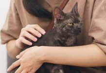 Asma nei bambini, uno studio assolve i gatti: “Nessun rischio da convivenza con i mici”