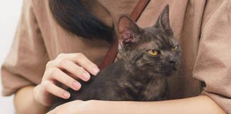Asma nei bambini, uno studio assolve i gatti: “Nessun rischio da convivenza con i mici”