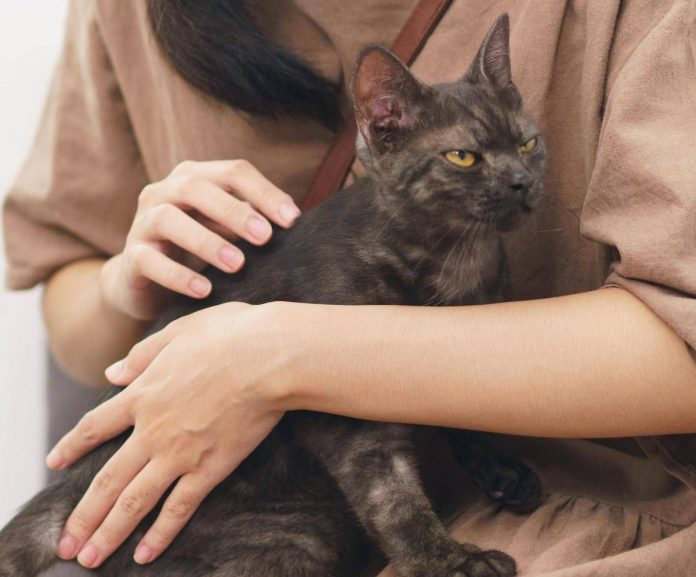 bambina_gatto_123rffree