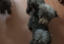 Quingentole, 24 cani abbandonati in un tugurio: la denuncia di 4Zampe nel Cuore