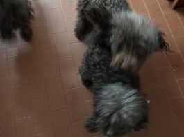 Quingentole, 24 cani abbandonati in un tugurio: la denuncia di 4Zampe nel Cuore