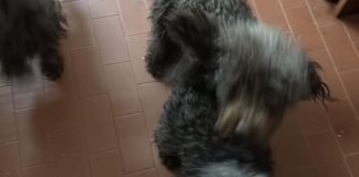 Quingentole, 24 cani abbandonati in un tugurio: la denuncia di 4Zampe nel Cuore