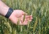 Cerealicoltura: a Mantova ottimi raccolti ma i prezzi bassi azzerano i redditi