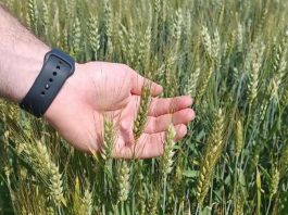 Cerealicoltura: a Mantova ottimi raccolti ma i prezzi bassi azzerano i redditi