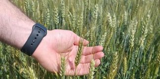 Cerealicoltura: a Mantova ottimi raccolti ma i prezzi bassi azzerano i redditi